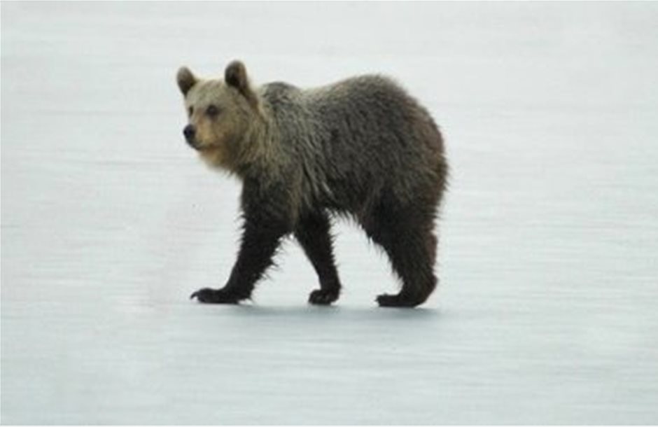 Ευρωπαϊκή διάκριση για «το μονοπάτι της αρκούδας» στο Μέτσοβο